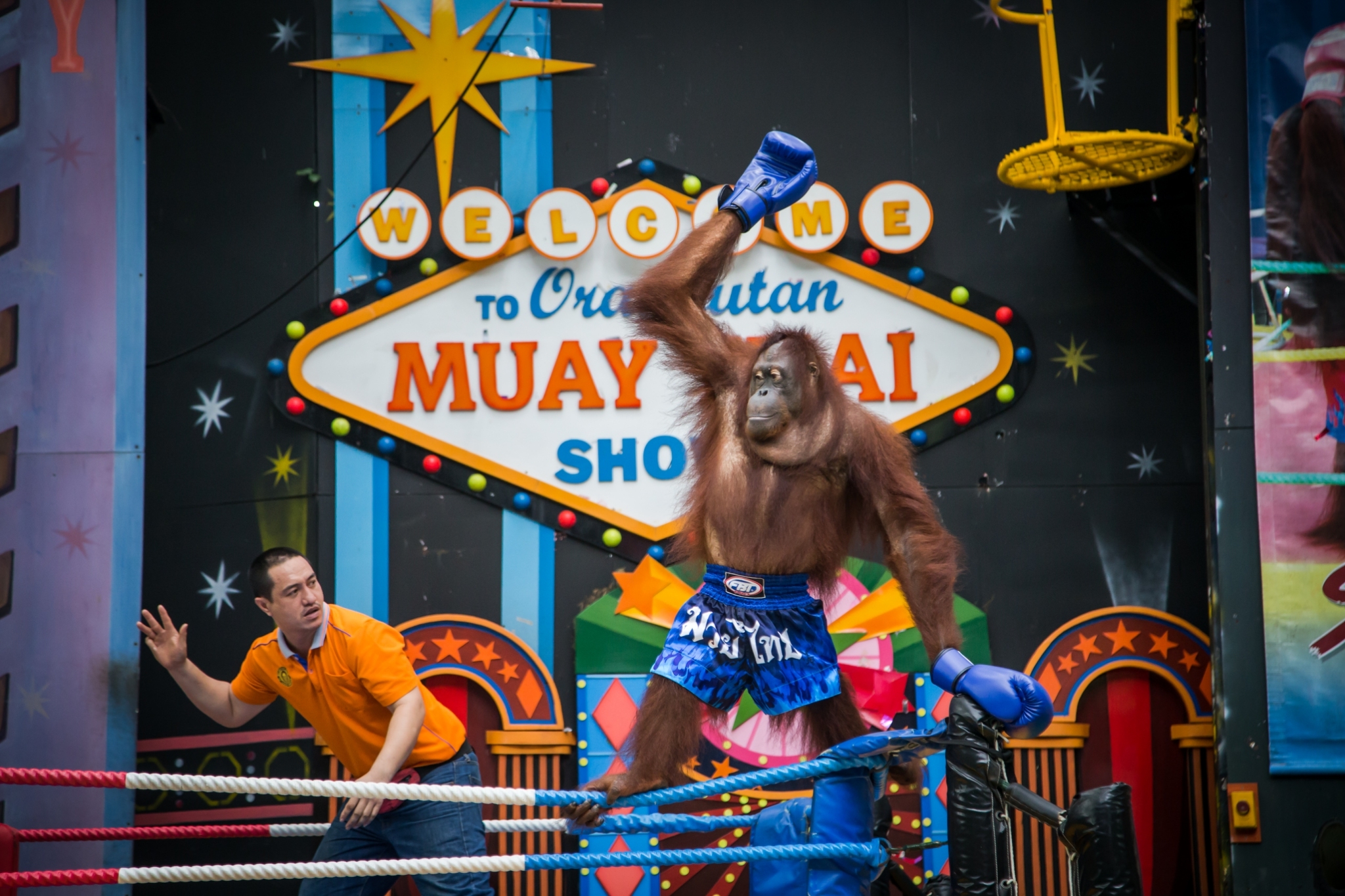 Orangutan show Safari World Bangkok Marine Park — most surprising show of the day